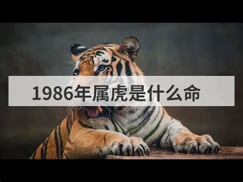 1986屬虎|【1986年是什麼命】1986年生是什麼命？屬虎者命運大揭秘！